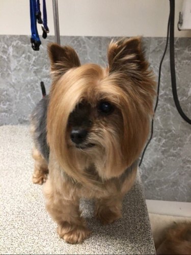 dog with Karen hair cut wants to speak to the manager