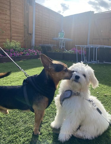 Jack Russel Terrier kissing a maltichon puppy in a backyard.