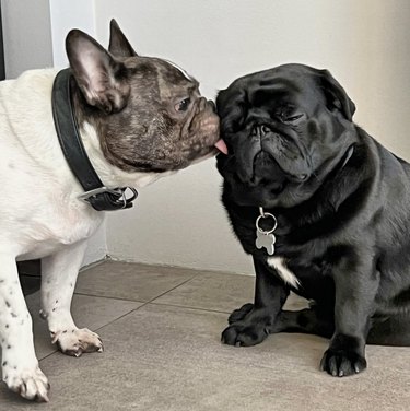 A French bulldog kissing a black pug.
