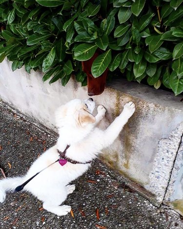A puppy on walk is reaching up to kiss another dog that is hiding in a bush.