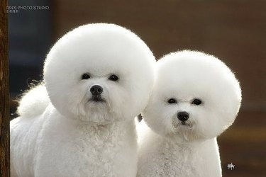dogs with Bob Ross haircuts