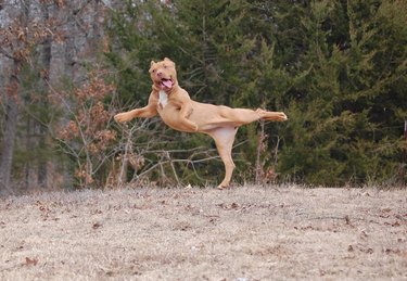 dog in funny yoga pose