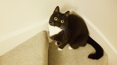 cat sees bugs on ceiling