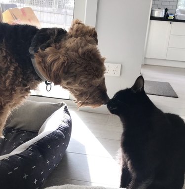 Welsh terrier kissing a black cat.