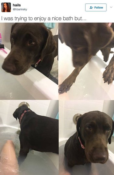 Series of four photos grouped together under a Twitter caption that reads "I was trying to enjoy a nice bath but..." The photos show a large chocolate Labrador dog (1) looking over the edge of a bathtub full of water, (2) one paw reaching into the tub, (3) one leg fully in the tub, and (4) the dog sitting directly in the bathtub with its owner.