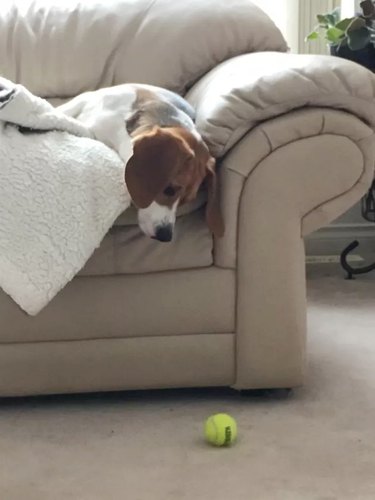 dog on couch stares longingly at tennis ball on ground