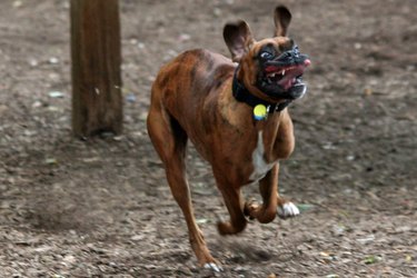 derpy dog running at park