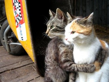 cat hugging other cat