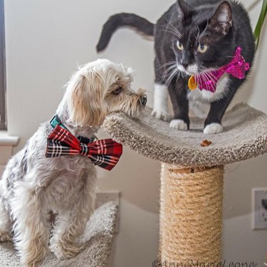 Dog and cat in matching bow ties.