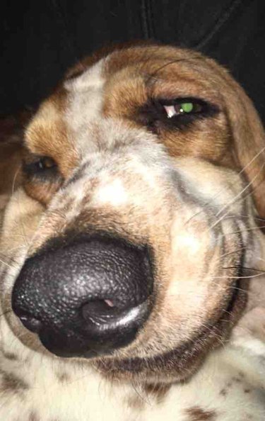 closeup photo of dog's face