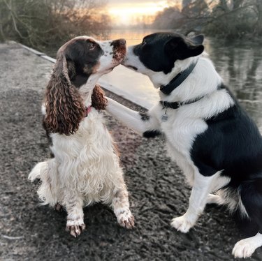 Two dogs kissing on a nature trail at sunset.