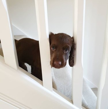 puppies learning to climb stairs