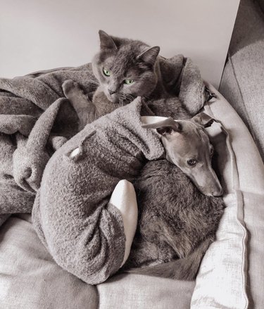 A Russian blue cat and a gray Italian greyhound in a gray sweater sitting on a gray couch with a gray blanket.