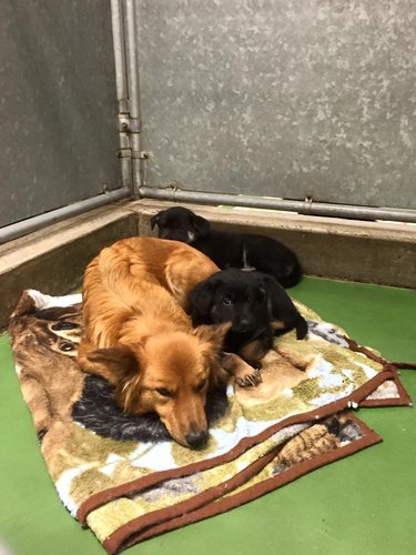 dog comforts crying puppies at kennel
