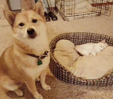 Dog lets cat sleep in their bed.