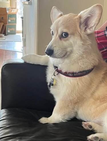 dog doesn't like being disturbed when watching the Animal channel