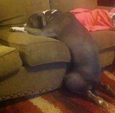 A dog falls asleep trying to climb onto couch.