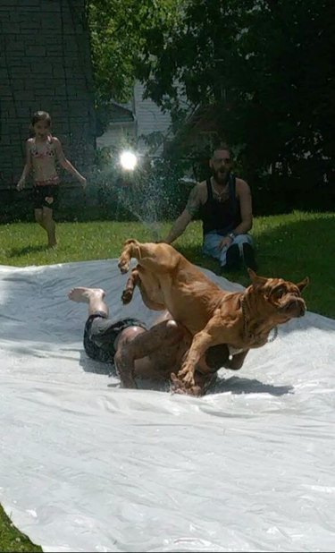 dog falls down on slip and slide