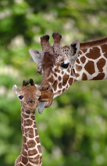 mom giraffe gives baby a kiss