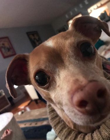 Close-up photo of a small Chihuahua-type dog wearing a turtleneck sweater and looking directly into the camera.
