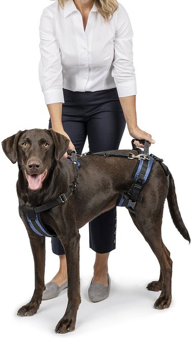 Dog in lift harness