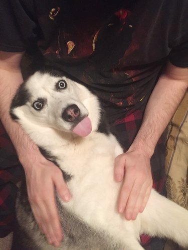 derpy dog sitting on person's lap