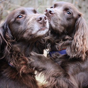 A brown spaniel kissing another brown spaniel.