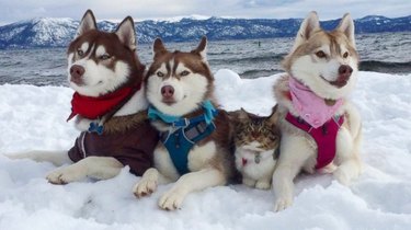 cat posing with dogs for photo