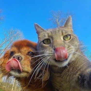 cat and dog take selfie