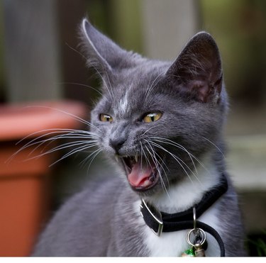 bossy cat screaming orders at you