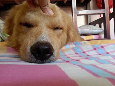 A lazy dog's forehead is squished playfully by a human's hand.