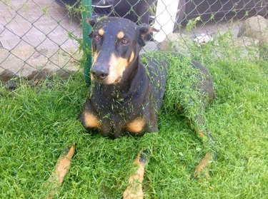 A dog is covered in grass trimmings.