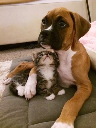 boxer dog holds kitten
