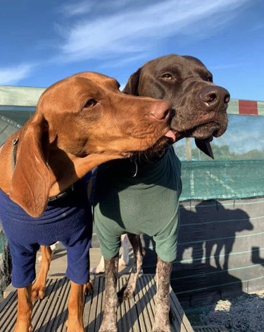 Two dogs kissing at a stadium.