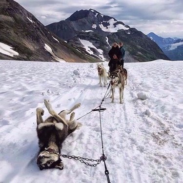 sled dog is too tired to keep mushing.