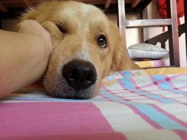 A lazy dog's face is squished playfully by a human's hand.