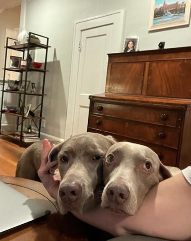 Photo of a person sitting on the couch with their arm extended. Two Weimeraner dogs rest their chins in the crook of the person's arms while making puppy-dog eyes. There is a dresser and a shelf in the background.