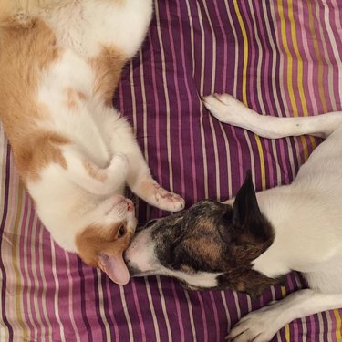 Dog and cat touching noses.