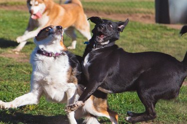 two dogs about to collide at dog park