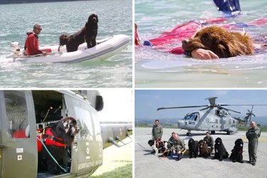Newfoundlands working as water rescue dogs with Italian Coast Guard.
