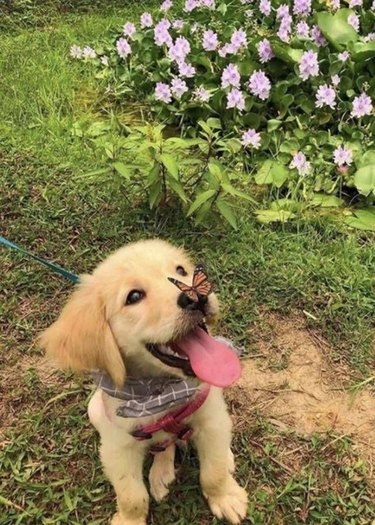 butterfly lands on dog's nose
