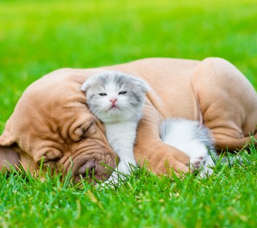 dog cuddles kitten