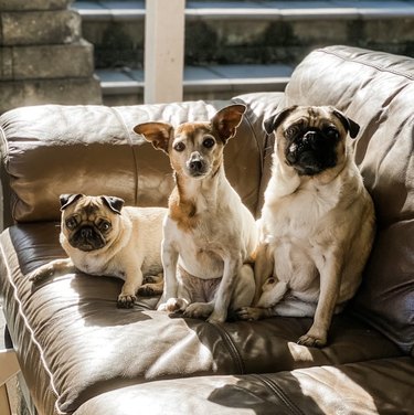 Two pugs and a Jack Russel terrier in between all sit on a leather couch in sunlight.