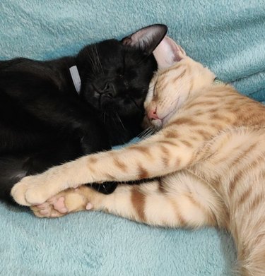 Two cats one black and the other orange cuddling on a turquoise blanket.