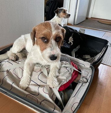 A small, wiry-haired dog lays on top of the clothing in a suitcase with a side-eyed expression. Another small dog sits behind the suitcase in the background.