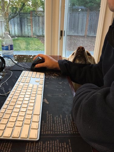 A person working at a computer keyboard while a dog rests their chin on the person's arm.