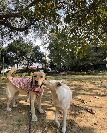 A dog kissing another dog in a park.