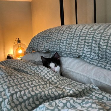 cat sleeps under covers