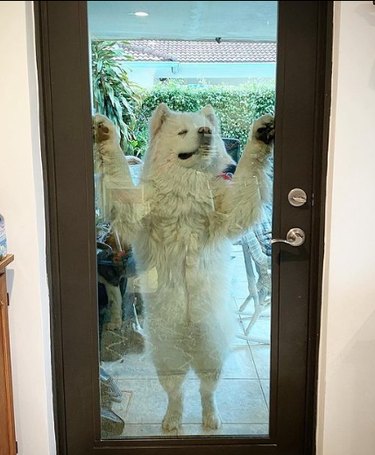 Photo looking through a glass patio door outside, where a large, fluffy, white dog stands on its hind legs with its front paws pressed against the glass.