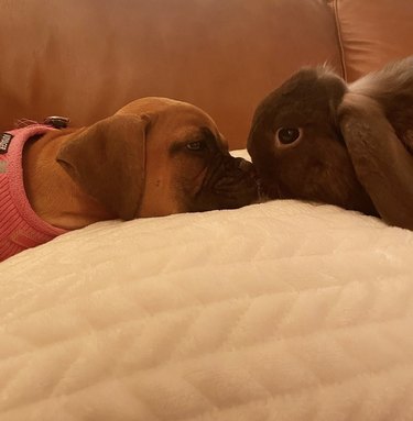 Boxer dog kissing a rabbit.